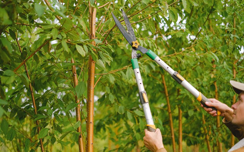 Tree trimming in Ronald, WA